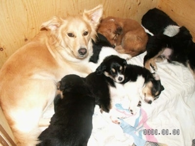 ... with her 6 hybrid puppies (Border Collie Cross Hima