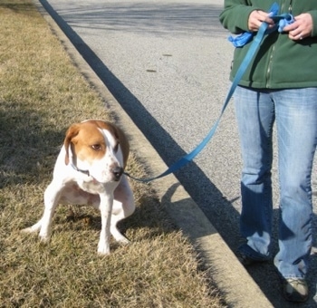 A brown with white Beagle mix is pooping in the lawn. There is a person next to it getting a clean-up bag ready