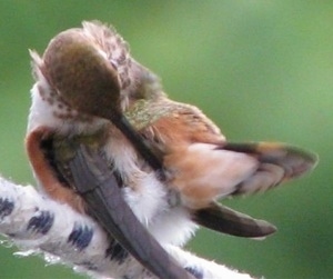 Hummingbird continuing to clean itself