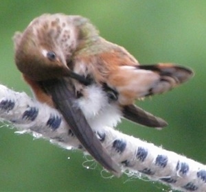 Hummingbird giving itself a deep cleaning