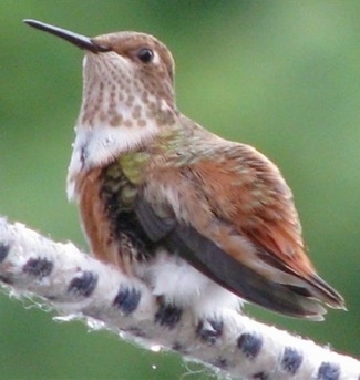 Left Profile - Hummingbird puffing up looking into the distance