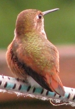 Hummingbird leaning back on a branch while looking into the distance