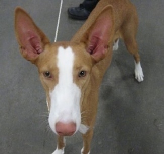 A tan with white Ibizan Hound is standing on a concrete surface with a person behind it.