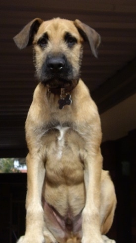 A tan with white Irish Mastiff puppy is sitting in a house