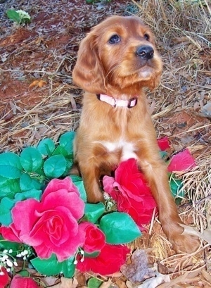 A red with white Irish Setter puppy wearing a pink collar is sitting outside on top of red flowers.