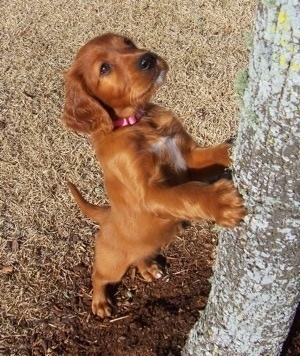 red coon dog