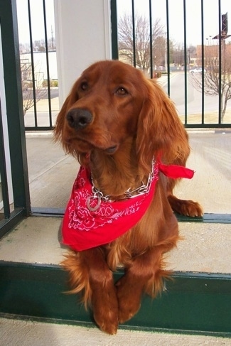A red Irish Setter is wearing a red bandana and a prong collar laying on a step with a black iron fence behind it.