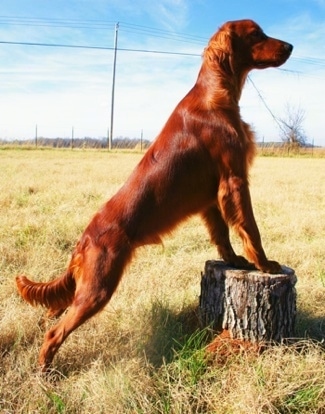 A red Irish Setter has it front paws on a tree stump out in a field. The dog is not wearing a collar.