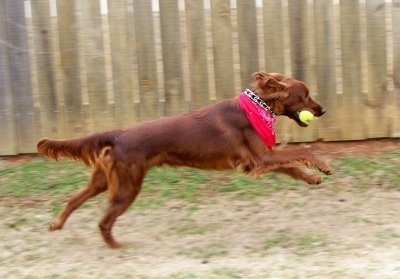 Action shot - A red Irish Setter is wearing a red bandana running across a lawn with a tennis ball in its mouth.