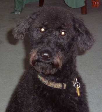 Close Up head shot - A black Irish Troodle is sitting on a carpeted floor and looking forward