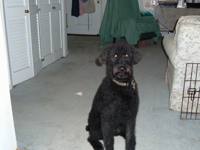 A black Irish Troodle is sitting on a tan carpet with a white couch to the right of it