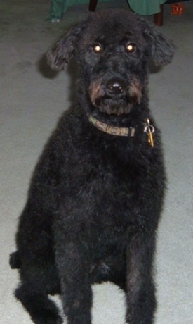 A black Irish Troodle is sitting on a tan carpeted floor and looking forward