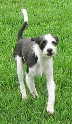 A grey and white Italian-Bichon is walking across grass. Its tail is up