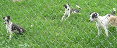 Three gray and white dogs are behind a chain link fence looking through it. One is sitting, one is laying and the third is standing.