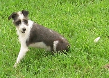 A grey and white Italian-Bichon dog is sitting in grass looking back.