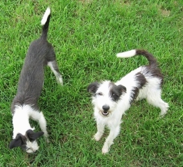 A grey and white Italian-Bichon and a white with grey Italian-Bichon are standing in grass. One is sniffing the ground and the other is looking up