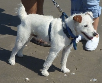 jack russell dog for sale Images