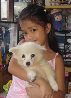 A tan Japanese Spitz puppy is being held up and hugged by a girl in a pink shirt. There is a shelf behind her with an Eeyore plush toy wearing a hat and a radio and a picture of the girls family behind her.