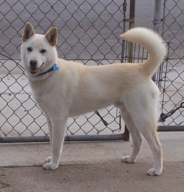 A white with tan Jindo is standing on a sidewalk and there is a chain link gate behind it