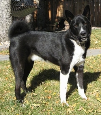 ... Karelian Bear dog breed with strong hunting instinc