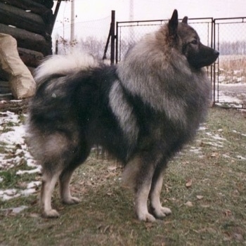 A Keeshond is standing in grass with a log house behind it and a chain link fence adjacent to it