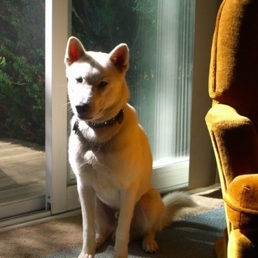 A white Kishu Ken is sitting on a carpet next to a sliding glass door.