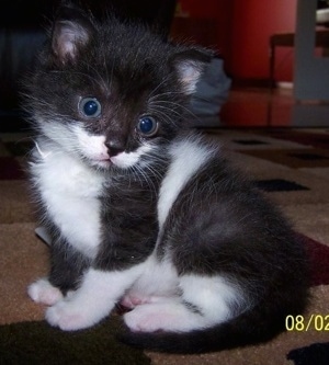 Close Up - Dusty the kitten is sitting towards the left on a carpet and its head is turned towards the camera holder