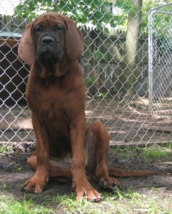 Dog Breeds, Korean Dosa Mastiff (Mee Kyun Dosa)