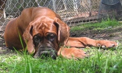 A brown Korean Dosa Mastiff is laying down in a dirt patch surrounded by grass. There is a chain link fence and a green rake behind it
