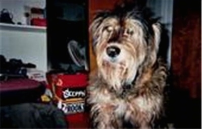 A wiry looking black, tan and gray Lab'Aire is sitting on a carpet. There is a bed next to it