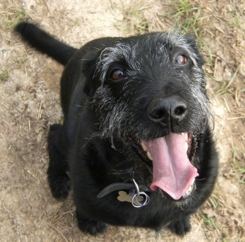 Close Up view from the top looking down - A wiry looking black with white Lab'Aire is sitting in dirt and looking up. Its mouth is open and tongue is out