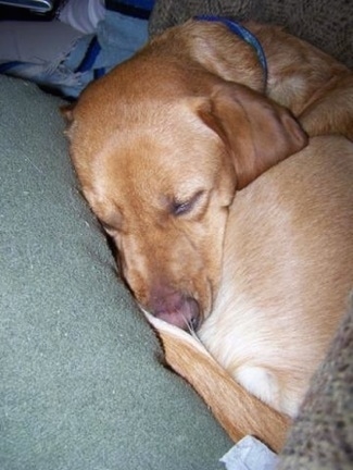 golden retriever mixed with labrador. Valkyrie our Labrador