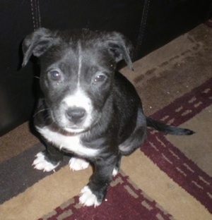 A small black with white Labrabull puppy is sitting on a tan and maroon rug in front of a couch