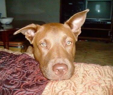 Head shot view from the front - A brown Labrabull is sitting in front of a human's bed with its head resting on it.