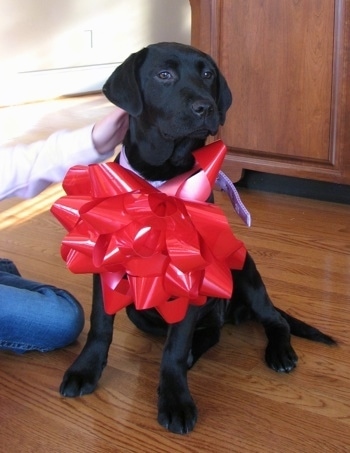 A black Labrador Retriever is sitting on a floor and it is wearing a big red bow that is  half the size of the dog itself. There is a person touching the back of its head