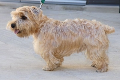 Side view - A tan Luca Terrier dog is standing on a sidewalk. Its tongue is out