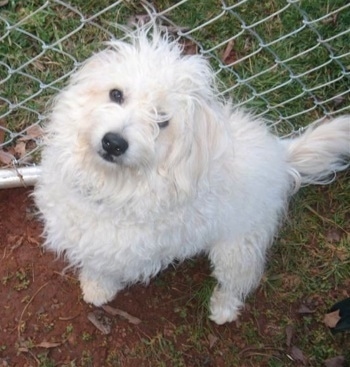 View from the top looking down at the dog - A longhaired, wavy coated, white with tan Bichon Frise/Pomeranian/Coton de Tulear mix breed dog is sitting in dirt and looking up. There is a chainlink fence behind it.