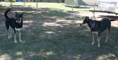 Two black with tan large mix breed dogs are standing in grass in a yard.