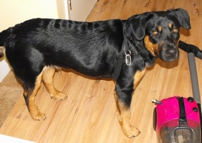 A black with brown German Sheprador is standing in front of a pink vacuum cleaner on a hardwood floor.