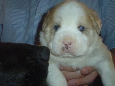 A chubby looking, white and tan Labrador/Boxer/Rottweiler/Husky mix puppy is being held in the air by the hands of a person. In front of it is the snout of another dog sniffing it. The puppy has blue eyes and a pink nose.