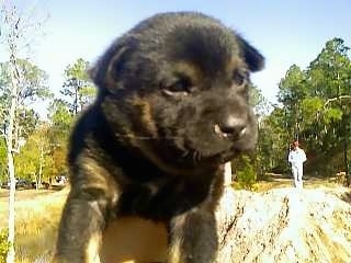 Close up upper body shot - A small, young, black with tan Rottweiler/Shar-Pai mix is being held in the air outside in front of a  field. It is looking to the right. There is a person standing in the field behind it in the distance.