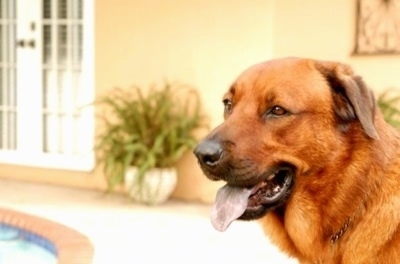 Close up side view head shot - A red mixed breed dog is sitting on a back porch next to a pool. Its mouth is open and its tongue is sticking out. There is a yellow house next to it.