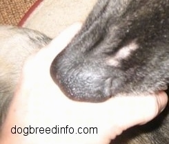 Close Up - The Muzzle of a Shepherd dog with a bald spot on it