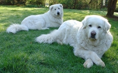 Two white Maremma Sheepdogs are laying in grass and looking forward. They look like big teddy bears.