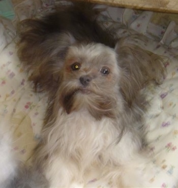 A black with white and brown long-coat Mi-ki is laying on a bed and looking up. Its ears are out to the sides like wings.