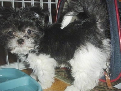 Close up side view - A black and white Mi-ki is standing in front of a carrying bag and behind a green water bowl looking to the left of its body.