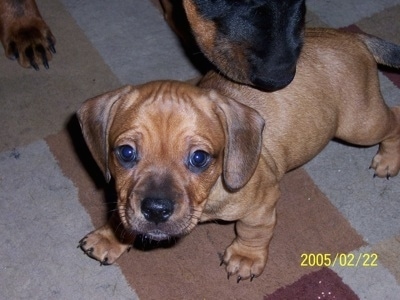 A small brown Miniature English Dachshunde is walking across a rug. There is a bigger dog behind it.