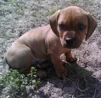 A small brown Miniature English Bulldach puppy is sitting in dirt and looking to the right of its body.