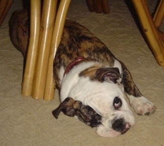 English Bulldog Puppies on English Bulldog   Pug Mixes Being Called Miniature Bulldogs By Some