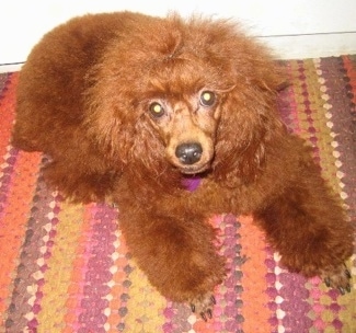 A puffy brown Miniature Poodle is laying on a colorful rug.